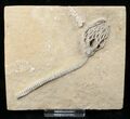 Cyathocrinites Crinoid - Crawfordsville, Indiana #16080-2